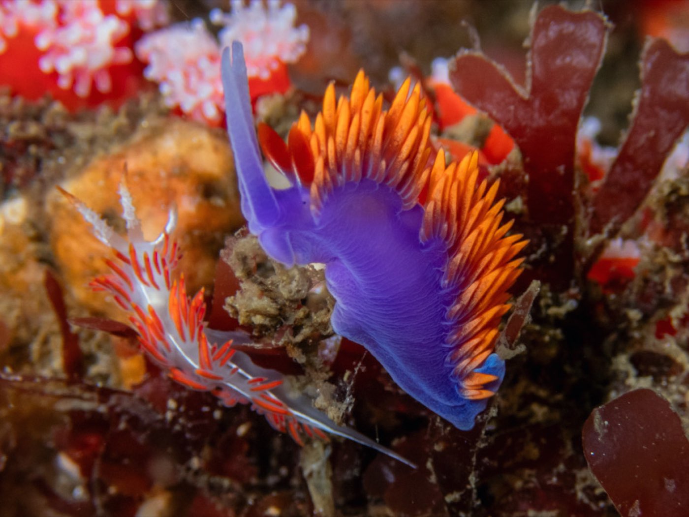 Spanish shawl and 3 lined aeolid at Submarine Seamount, August 2025