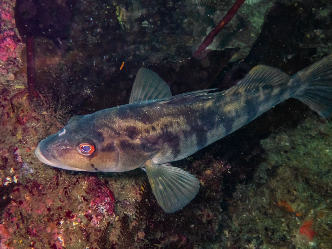 Barred sand bass at Treefish Terrace, April 2026