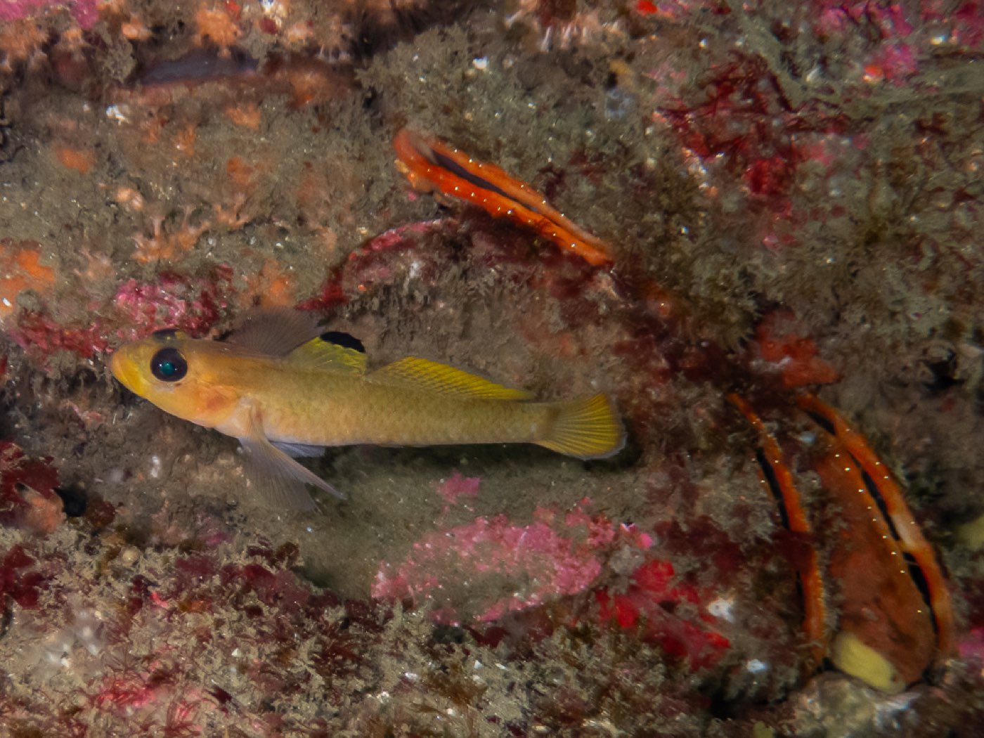Blackeye goby and scallops at Treefish Terrace, April 2026