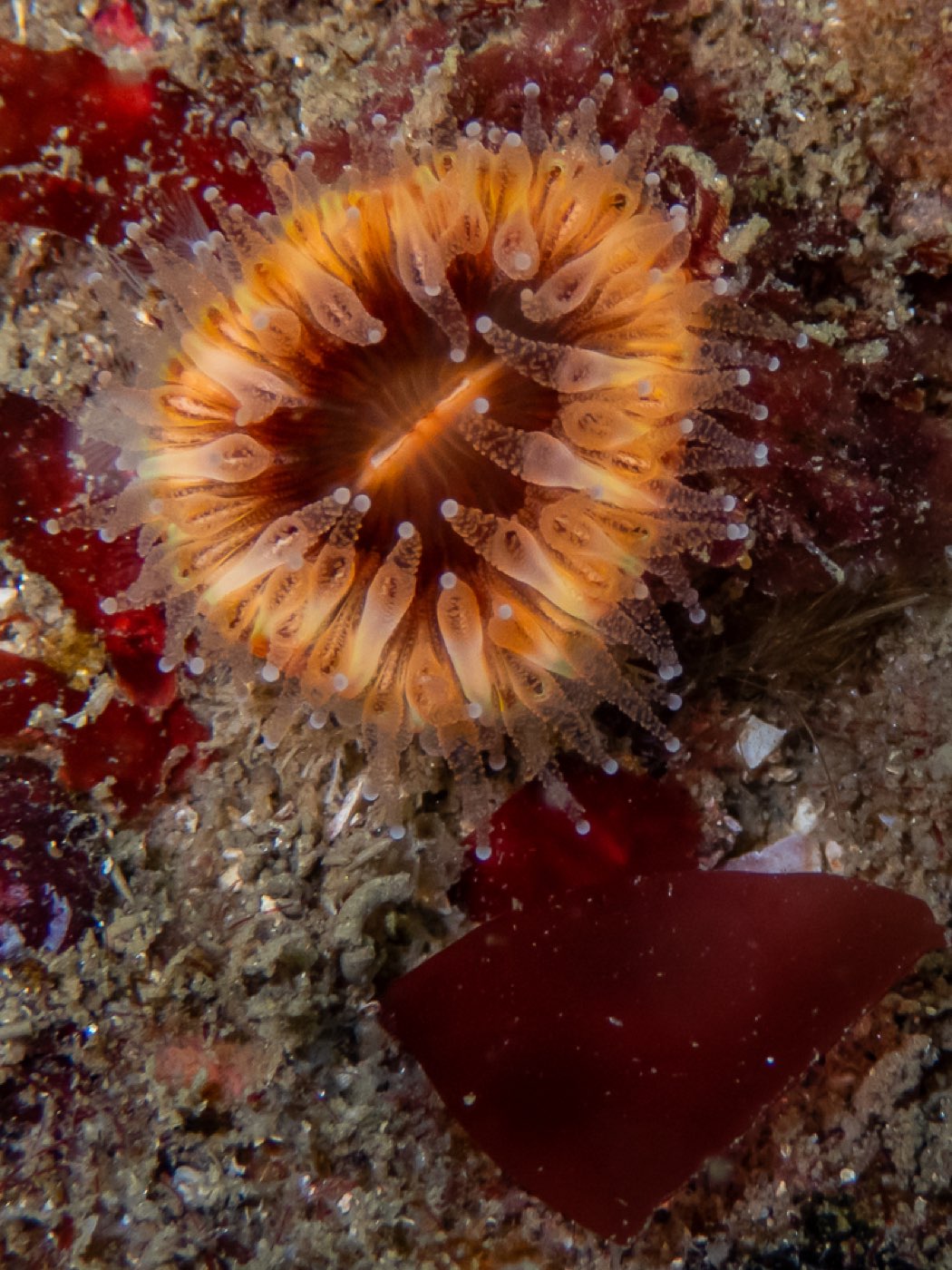 Brown cup coral at Treefish Terrace, April 2026