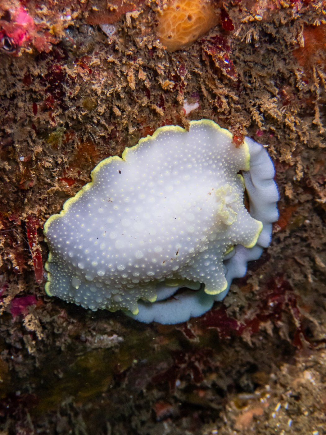 Cadlina laying eggs at Treefish Terrace, April 2026