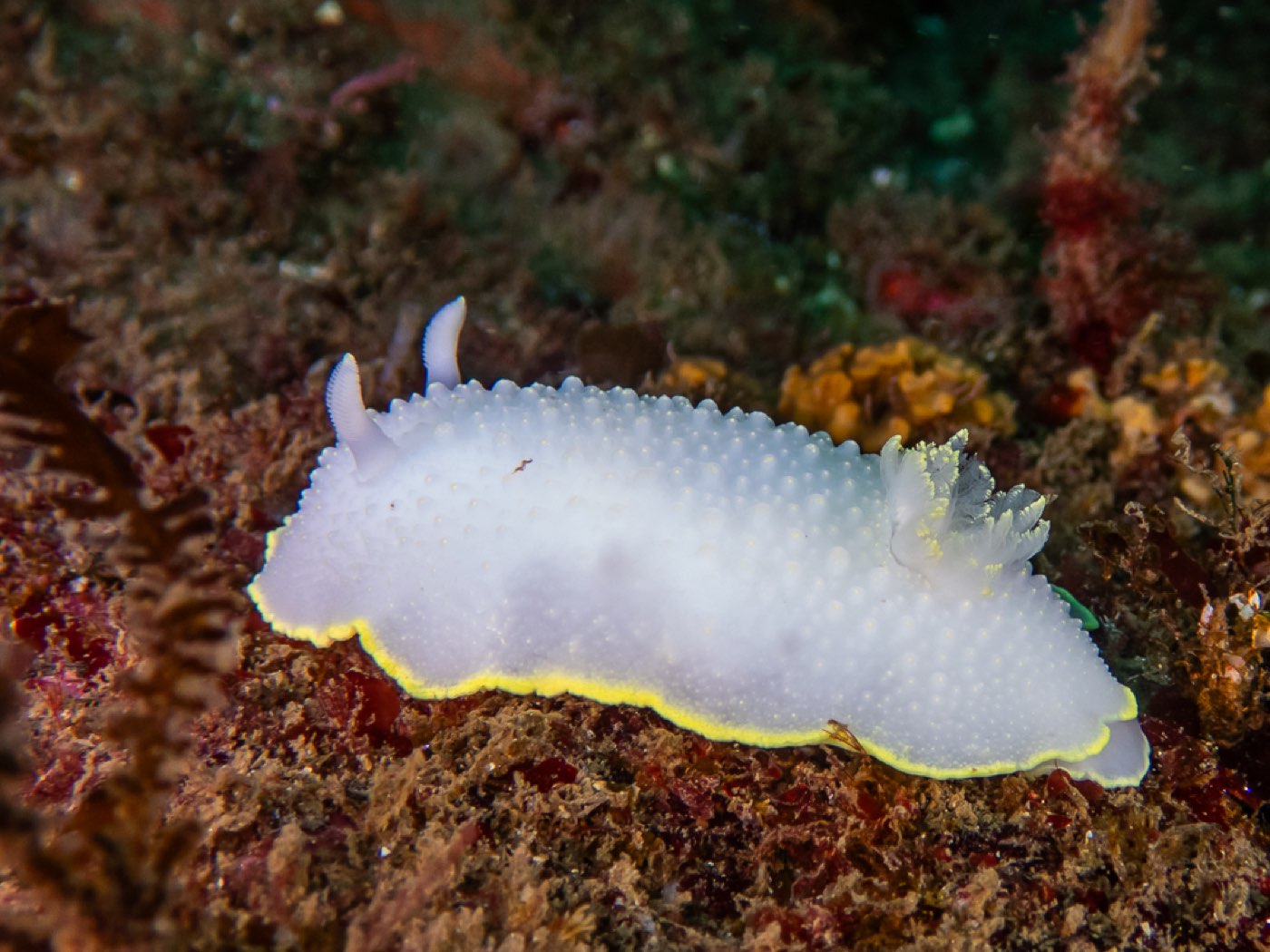 Cadlina luteomarginata at Treefish Terrace, April 2026