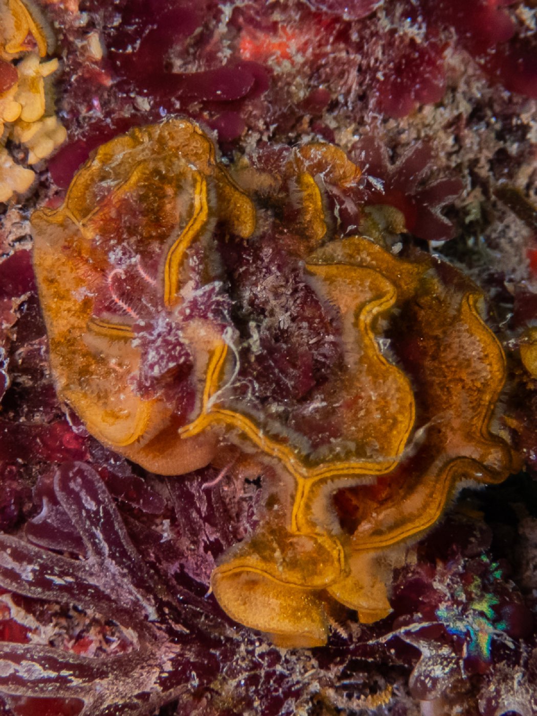 Fluted bryozoan at Treefish Terrace, April 2026