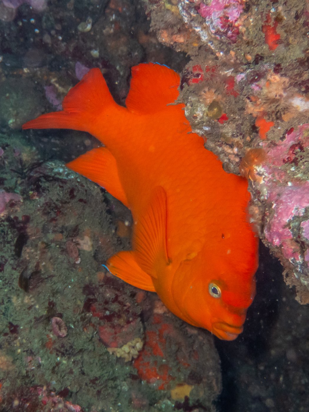 Garibaldi at Treefish Terrace, April 2026