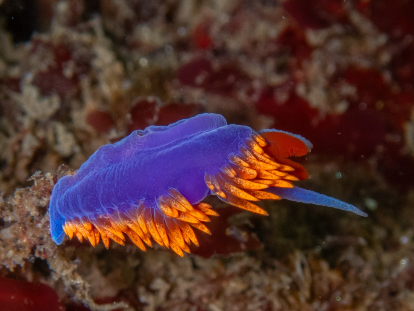 Spanish shawl at Treefish Terrace, April 2026