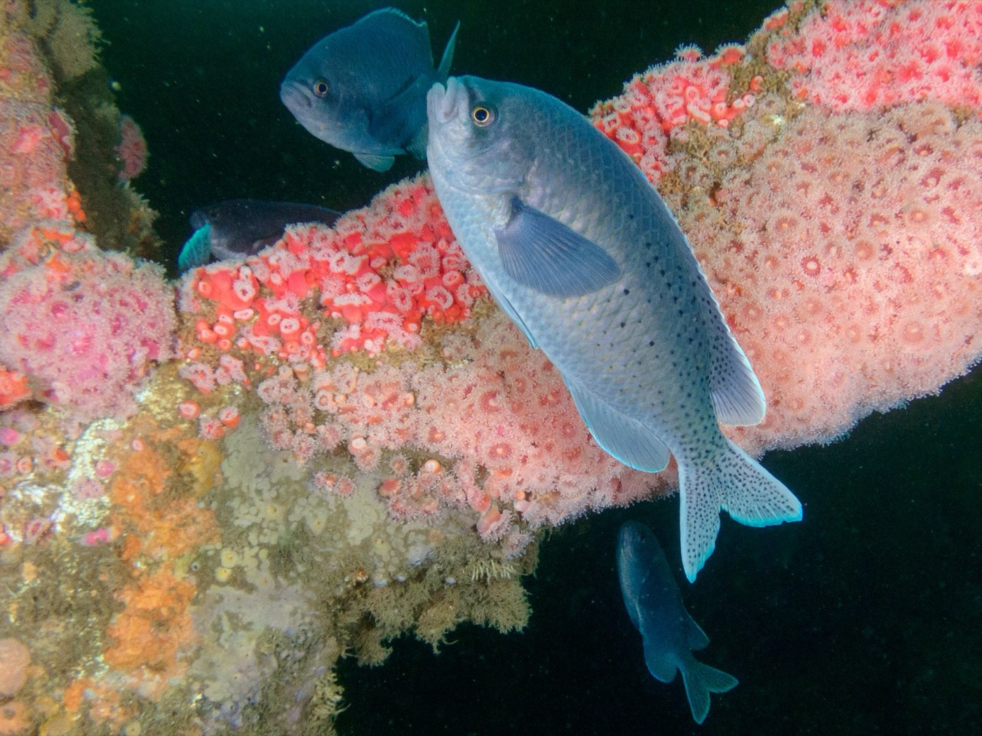 Blacksmith and blue rockfish over a beam of the Yukon carpeted in strawberry anemones