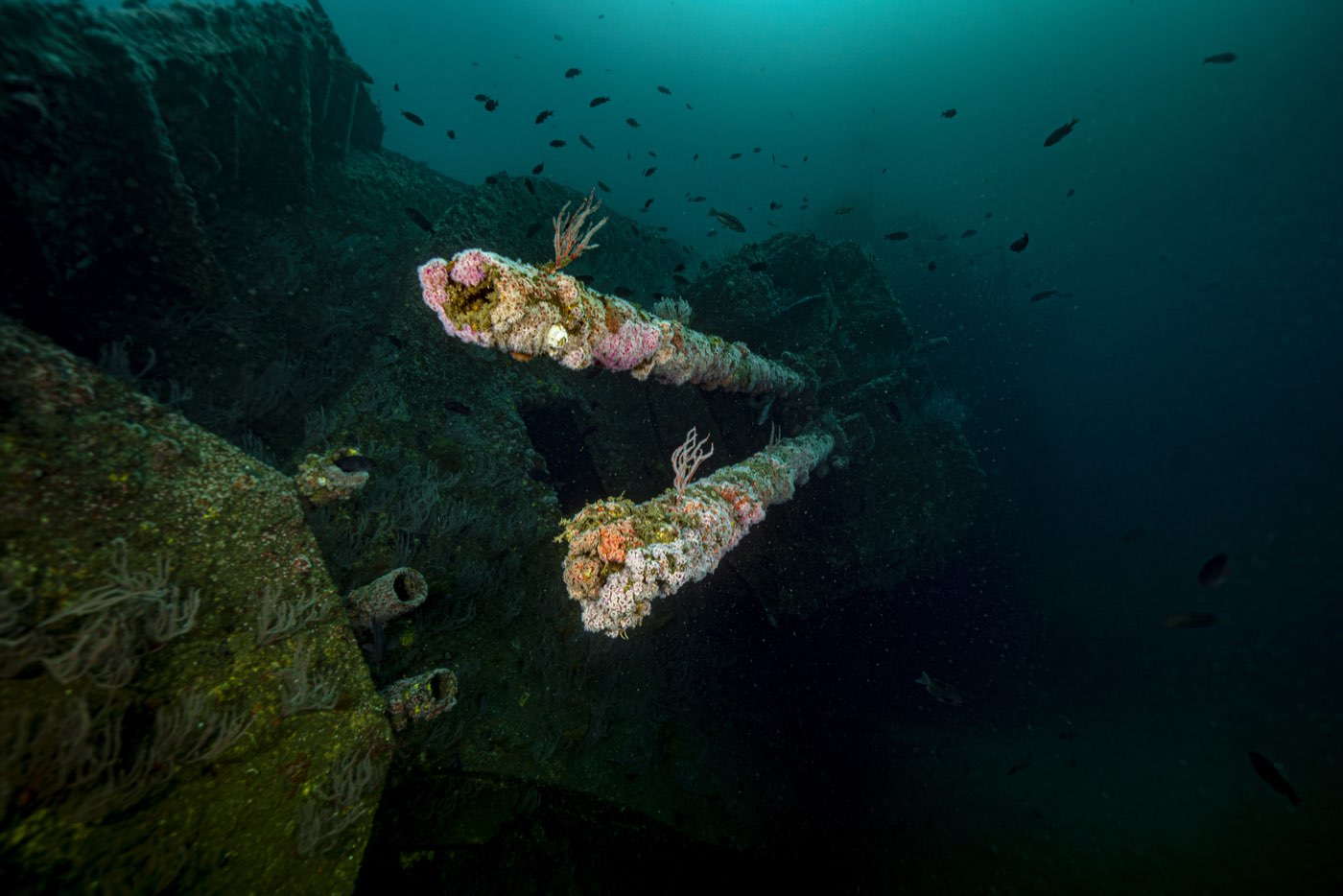 The forward gun's twin barrels, replaced with lengths of pipe before sinking, now capped in strawberry anemones