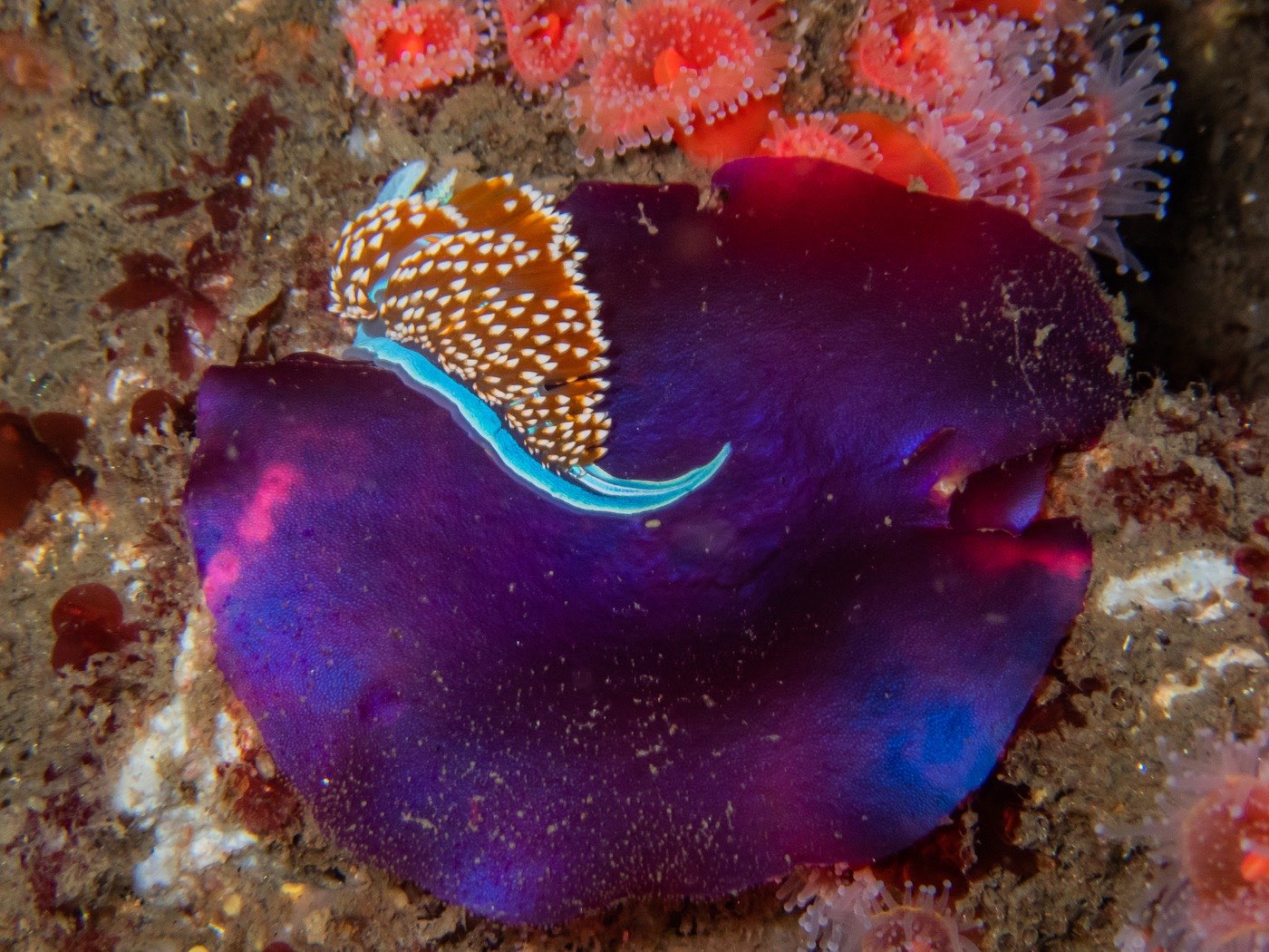 Hermissenda nudibranch on purple algae, HMCS Yukon