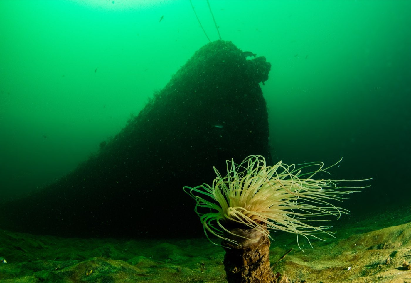 The Yukon's hull looming out of green water beyond a tube anemone on the sand