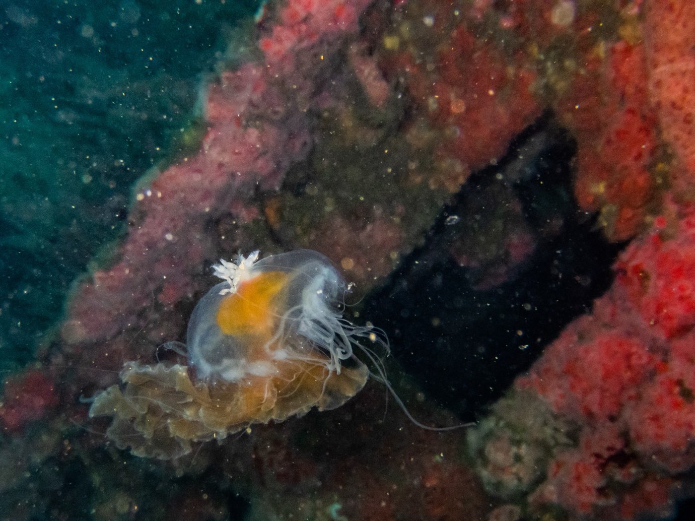 A jelly drifts past one of the diver-access openings cut into the Yukon's hull