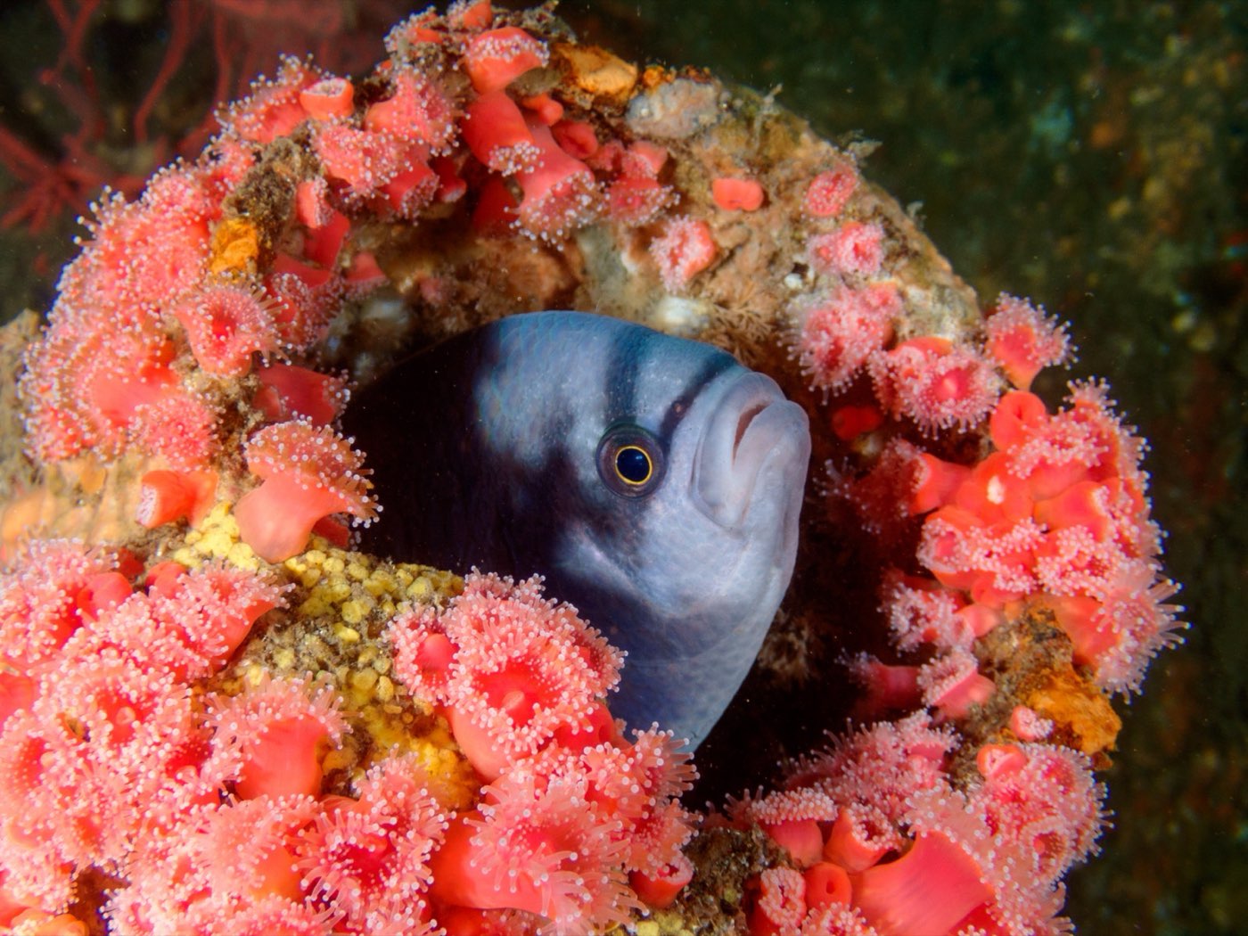 A California moray looks out from a ring of strawberry anemones on the Yukon