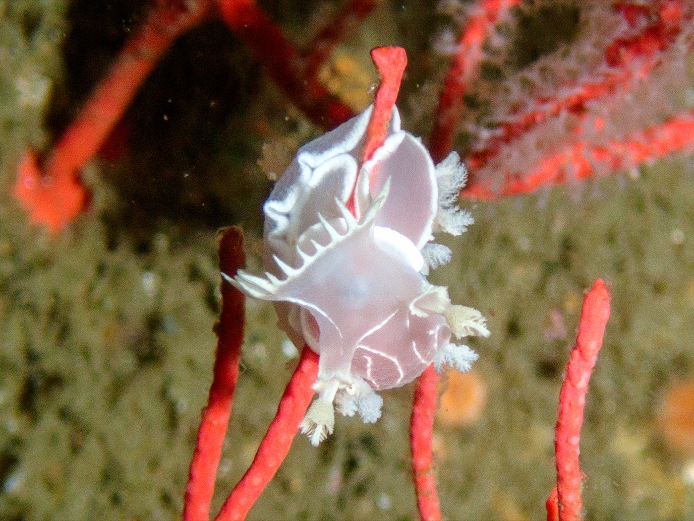 White nudibranch climbing a red gorgonian on the Yukon