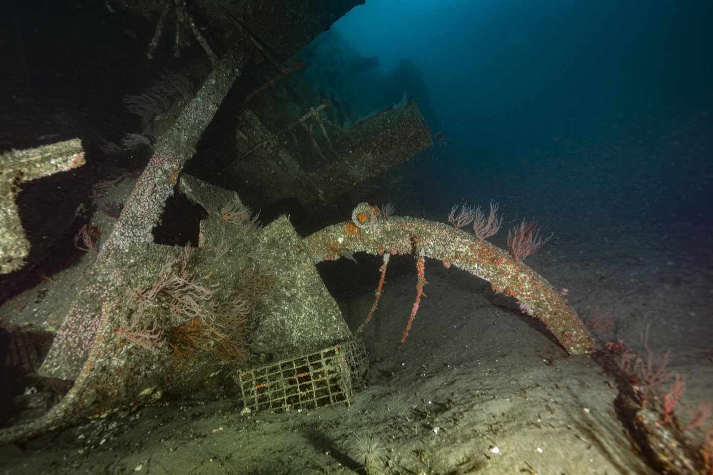 A davit on the Yukon's deep port side wearing red gorgonians, with a lobster trap wedged in the wreckage below