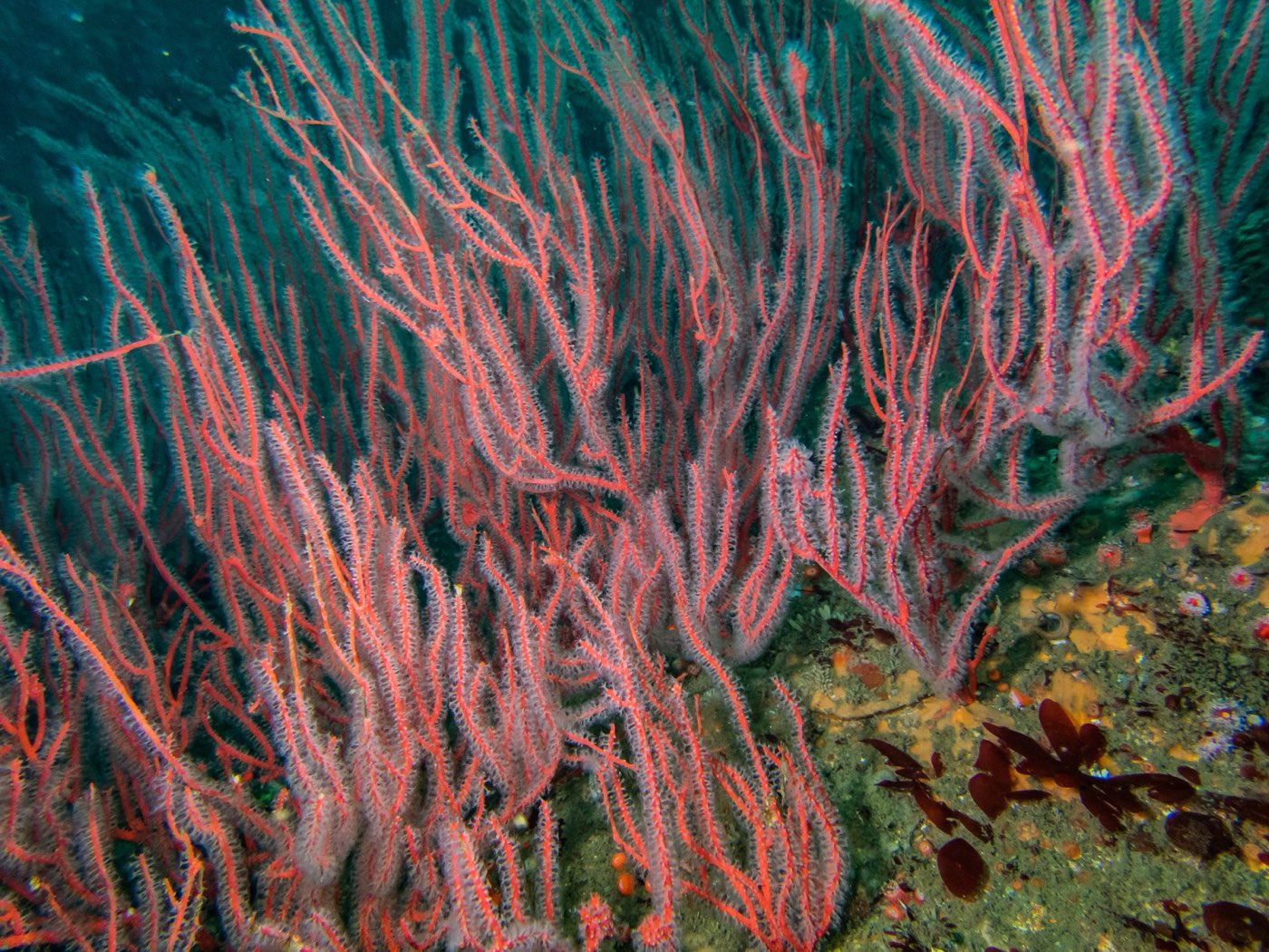 A stand of red gorgonians growing on the Yukon's steel