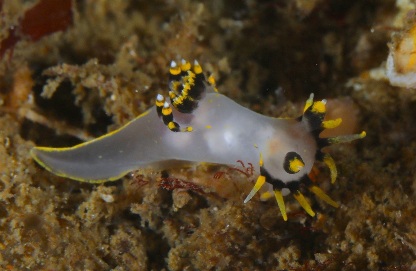 Spanish shawl nudibranch on the Yukon